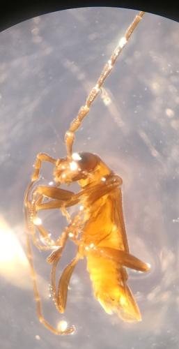 Réf. 355 276 : Malthodes sp.