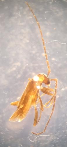 Réf. 355 277 : Malthodes sp.