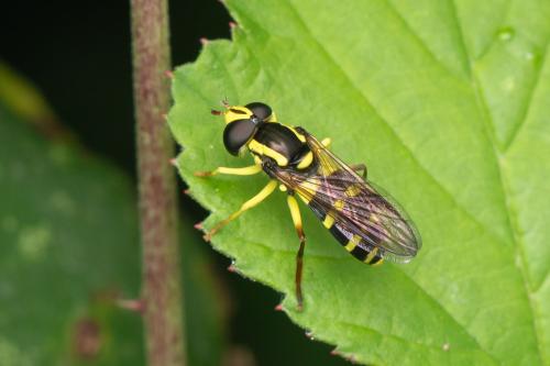 Philhelius stackelbergi