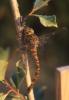 355140 – Photo : Catherine Reymonet-Smitten – France (64)