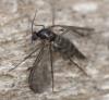 355025 – Photo : ANDRE LABETAA – France (66)