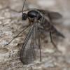 355032 – Photo : ANDRE LABETAA – France (66)