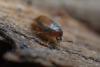 355066 – Photo : ANDRE LABETAA – France (66)