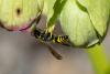 355143 – Photo : Bernard Saquet – France (12)