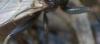 355004 – Photo : ANDRE LABETAA – France (66)