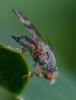 355310 – Photo : ANDRE LABETAA – France (66)
