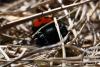 355341 – Photo : Yann SERREAU – France (05)