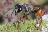 355069 – Photo : ANDRE LABETAA – France (66)