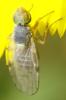 355272 – Photo : MOLINIER Cédric – France (66)