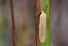 355213 – Photo : Lionel Casset – Gabon