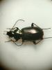 355160 – Photo : Tristan Maury-Caudal – France (44)
