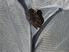 355065 – Photo : Limenitis78 – France (78)