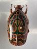 355297 – Photo : Patrice SAVINA – Cameroun