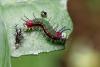 355005 – Photo : Lionel Casset – Gabon
