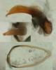 355161 – Photo : Tristan Maury-Caudal – France (44)