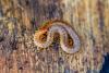 355326 – Photo : Christian Peyron – France (31)