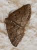 355099 – Photo : Bobabar – France (41)