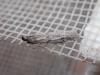 355242 – Photo : Dominique THAUVIN – France (45)
