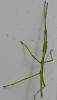 355061 – Photo : Liliane Delattre – France (30)