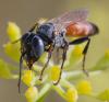 355074 – Photo : ANDRE LABETAA – France (66)