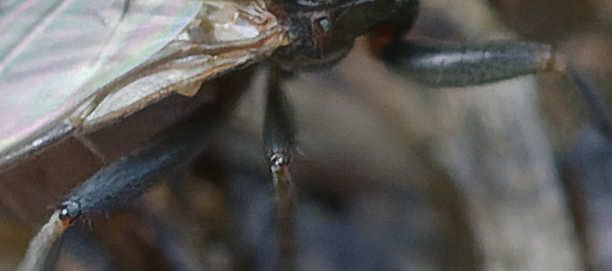 ANDRE LABETAA - Copromyza nigrina - réf. 355004 (612 x 271 pixels, 61 ko)