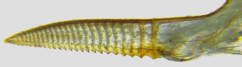 Euura poecilonota