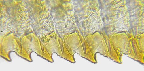Euura poecilonota