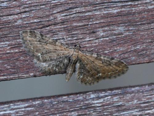 Réf. 356 637 : Eupithecia vulgata