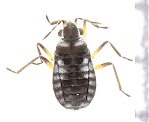 Réf. 356 468 : Microvelia reticulata