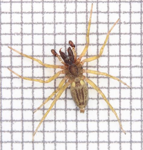 Réf. 356 544 : Clubiona comta