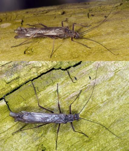 Réf. 356 836 : Taeniopteryx schoenemundi