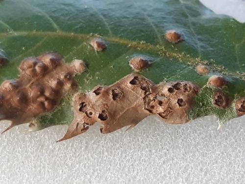 Contarinia ilicis
