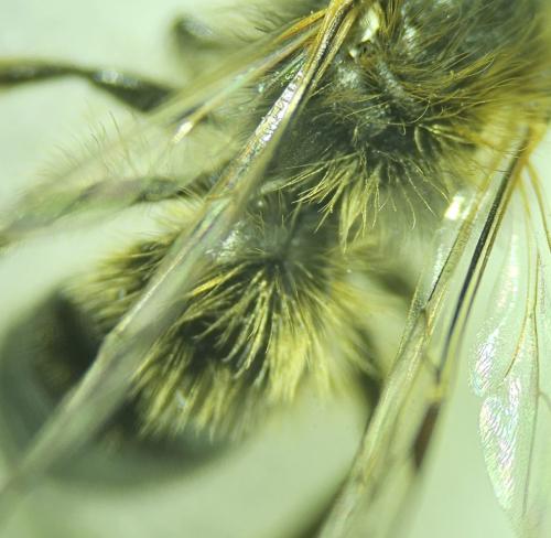 Andrena sp.