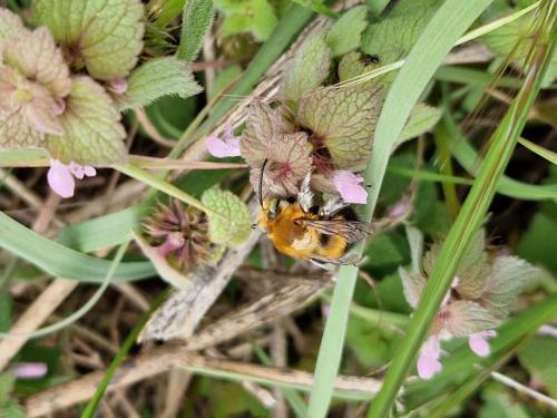 Réf. 356 552 : Habropoda tarsata