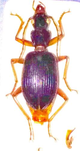 Cardiomera genei