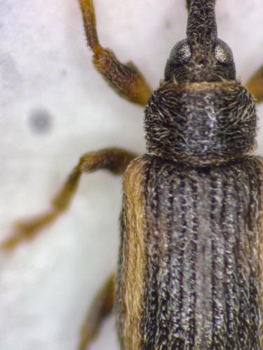 Réf. 356 602 : Dorytomus minutus