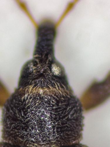 Réf. 356 604 : Dorytomus minutus