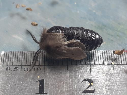 Diaphora mendica