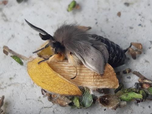 Diaphora mendica
