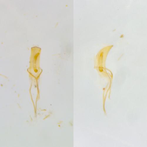 Réf. 356 687 : Dorytomus minutus
