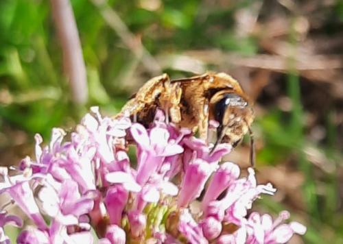 Réf. 356 949 : Halictus scabiosae