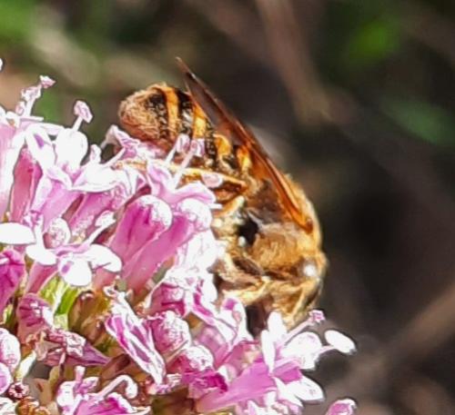 Réf. 356 947 : Halictus scabiosae