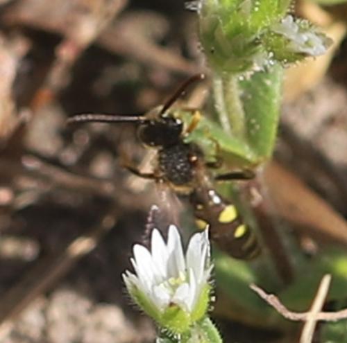 Réf. 356 680 : Nomada sp.