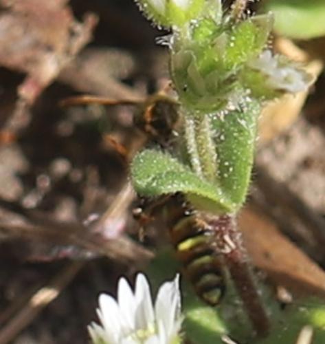 Réf. 356 681 : Nomada sp.