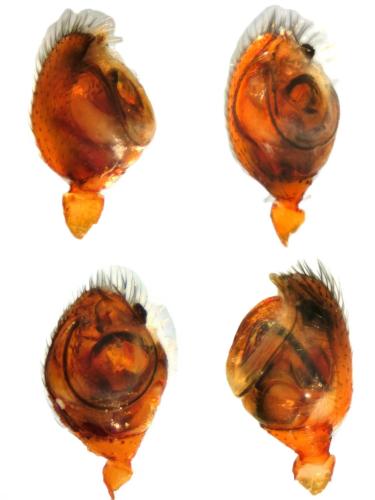 Réf. 356 854 : Sardinidion blackwalli