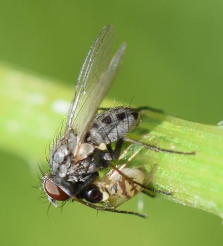 Coenosia sp.