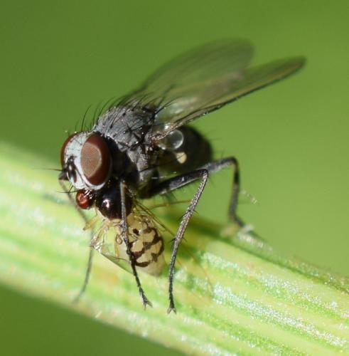 Asteia amoena