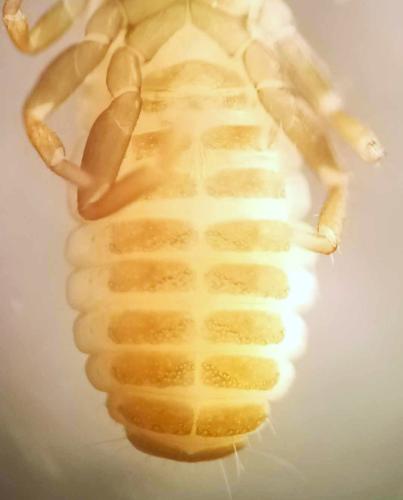 Réf. 356 279 : Withius hispanus