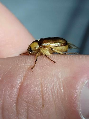 Melolonthinae