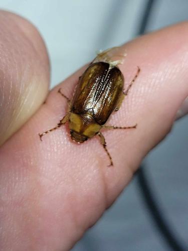 Melolonthinae